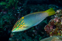 Halichoeres hortulanus (Checkerboard Wrasse)