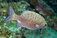 Kyphosus cinerascens (Topsail Chub)