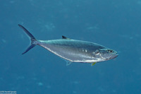 Scomberoides lysan (Double-Spotted Queenfish)