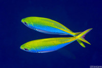 Caesio xanthonota (Yellowback Fusilier)