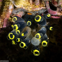 Clavelina robusta (Robust Clavelina)