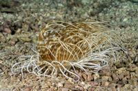 Pachycerianthus maua (Banded Tube Anemone)