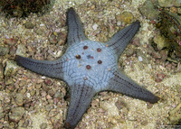 Pentaceraster tuberculatus (Tuberculate Pentaceraster)