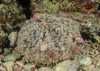 Toxopneustes pileolus (Flower Urchin)