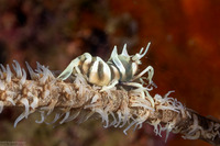Dasycaris zanzibarica (Zanzibar Wire Coral Shrimp)