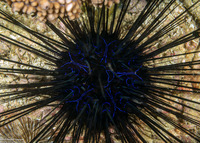 Diadema savignyi (Savigny's Long-Spined Urchin)