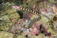 Dunckerocampus dactyliophorus (Ringed Pipefish)
