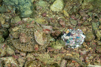 Toxopneustes pileolus (Flower Urchin)