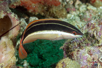 Coris pictoides (Blackstripe Coris)