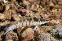 Parapercis lineopunctata (Nosestripe Sandperch)