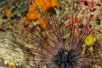 Stegopontonia commensalis (White-Stripe Urchin Shrimp)