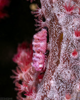 Hamodactylus boschmai (Boschma's Gorgonian Shrimp)