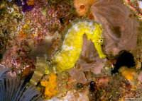 Hippocampus comes (Tigertail Seahorse)