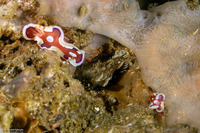 Mexichromis pusilla (Small Durvilledoris)
