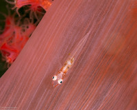 Pleurosicya boldinghi (Soft-Coral Ghostgoby)