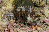 Centrogenys vaigiensis (False Scorpionfish)