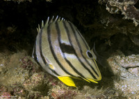 Chaetodon octofasciatus (Eight-Banded Butterflyfish)