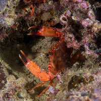 Gonioinfradens paucidentatus (Red Swimming Crab)