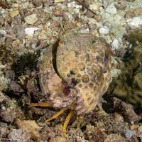 Calappa liaoi (Ocellated Box Crab)