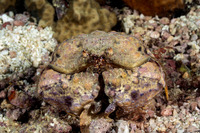 Calappa liaoi (Ocellated Box Crab)