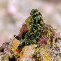 Thuridilla gracilis (Slender Sapsucking Slug)