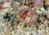 Catapagurus sp.2 (Catapagurus sp.2)