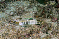 Pentapodus setosus (Butterfly Whiptail)