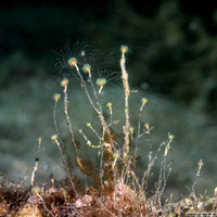 Ectopleura viridis (Ectopleura Viridis)