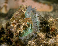 Balanophyllia sp.1 (Balanophyllia sp.1)