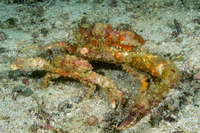 Daldorfia horrida (Horrid Elbow Crab)