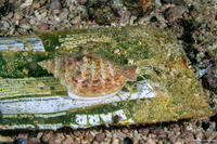 Ministrombus variabilis (Variable Conch)