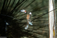Ancylomenes magnificus (Magnificent Anemone Shrimp)