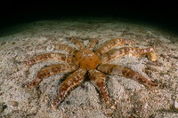 Luidia magnifica (Magnificent Star)