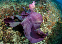 Ianthella basta (Elephant Ear Sponge)