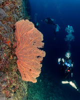 Annella mollis (Giant Sea Fan)