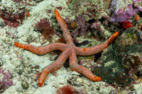 Linckia laevigata (Blue Sea Star)