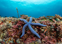 Linckia laevigata (Blue Sea Star)