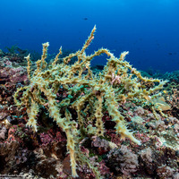 Callyspongia sp.2 (Callyspongia sp.2)