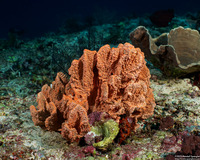 Stylissa carteri (Stylissa Carteri)