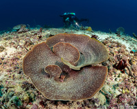 Cymbastela sp.1 (Cymbastela sp.1)