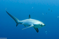 Alopias pelagicus (Pelagic Thresher Shark)