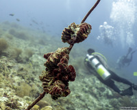 Hyotissa hyotis (Honeycomb Oyster)