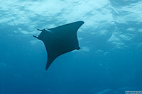Mobula alfredi (Coastal Manta Ray)