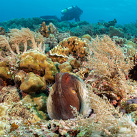 Octopus cyanea (Day Octopus)