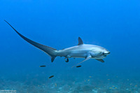 Alopias pelagicus (Pelagic Thresher Shark)