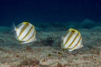 Parachaetodon ocellatus (Sixspine Butterflyfish)