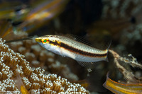 Halichoeres scapularis (Zigzag Wrasse)