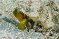 Cryptocentrus cinctus (Banded Shrimpgoby)