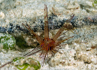 Astropyga radiata (Radiant Sea Urchin)