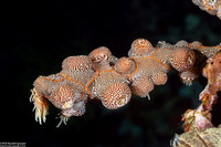 Nemanthus nitidus (Zebra Gorgonian Wrapper)